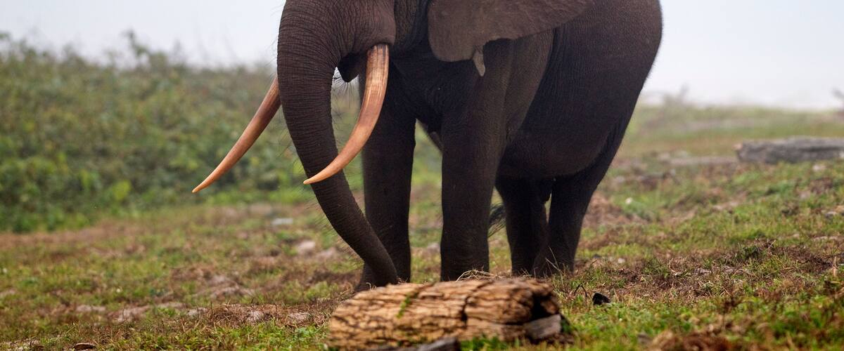 African forest elephant (Loxodonta cyclotis) bull walking on the beach, Sette-Cama, near Loango National Park, Ogooue-Maritime, Gabon
