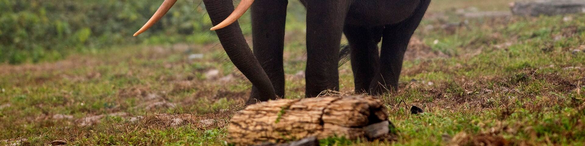 African forest elephant (Loxodonta cyclotis) bull walking on the beach, Sette-Cama, near Loango National Park, Ogooue-Maritime, Gabon