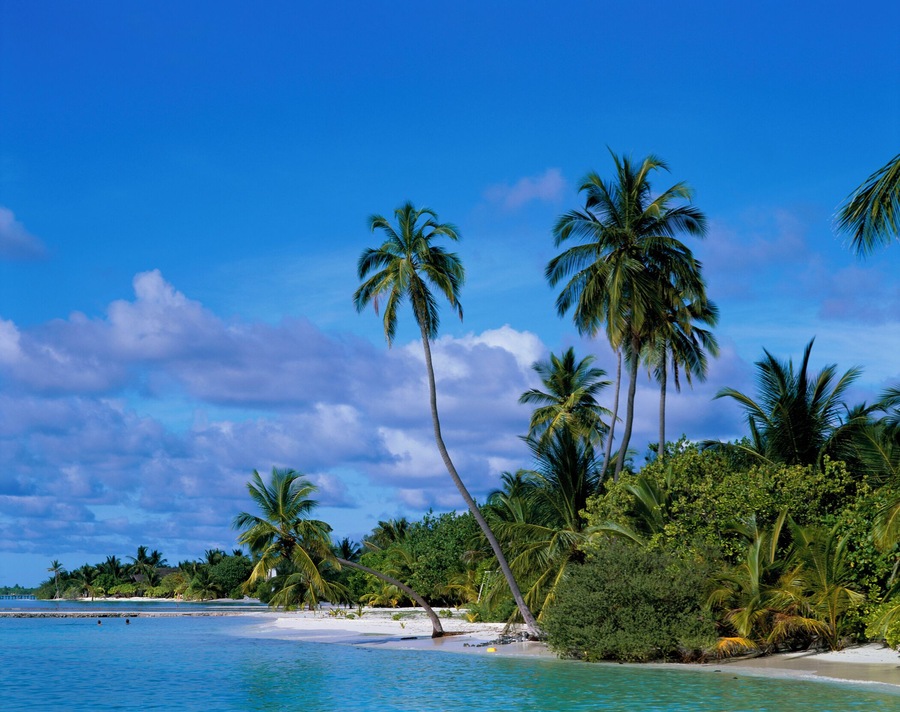 Palm trees on the beach, Ari Atoll, Maldives