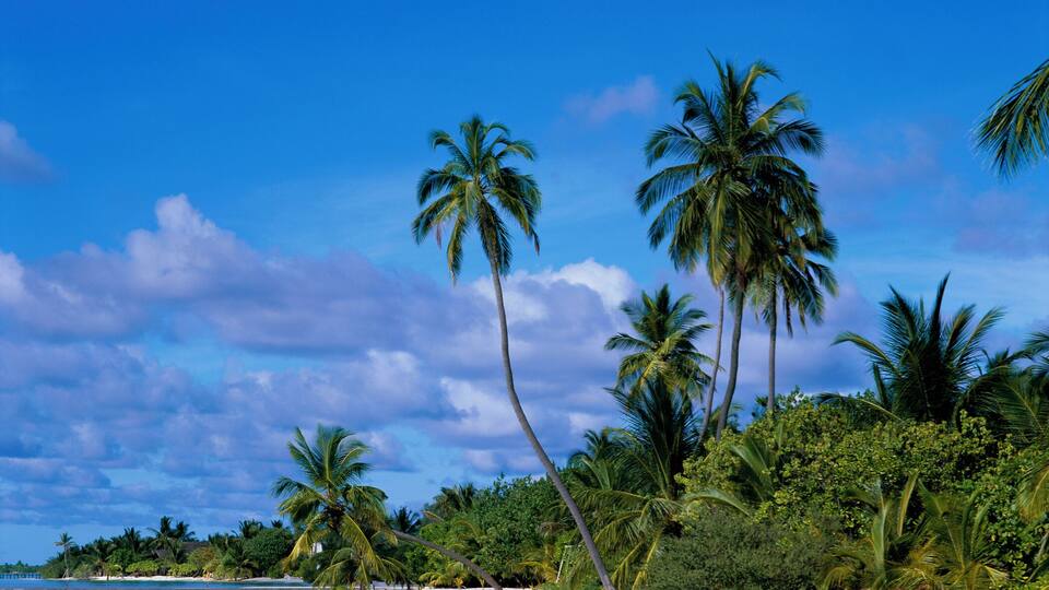 A tropical beach with clear blue water, palm trees, and white sand.
