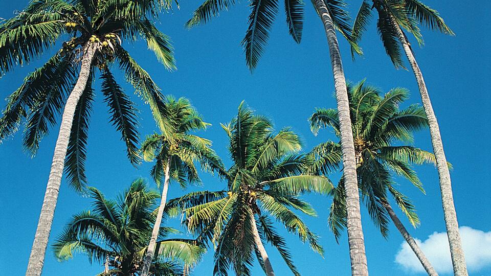 Tall palm trees against a clear blue sky and turquoise ocean.