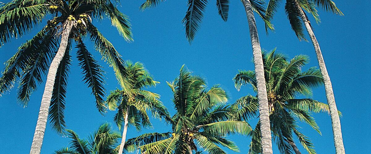 Tall palm trees against a clear blue sky and turquoise ocean.