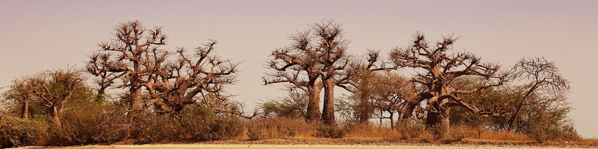Parc national du delta du Sine Saloum (Sénégal)