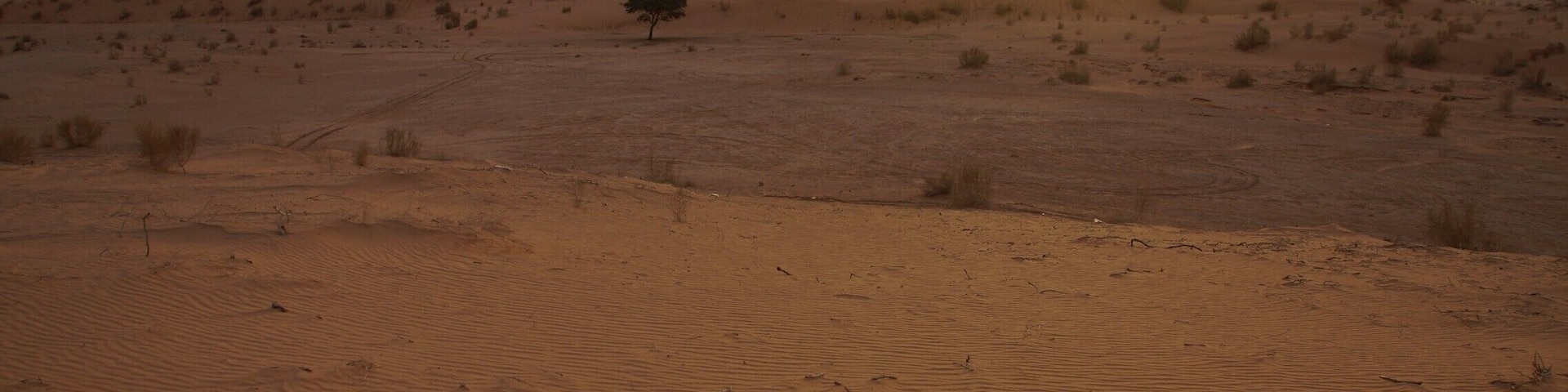 A desert landscape with a single tree and a sunset in the background.