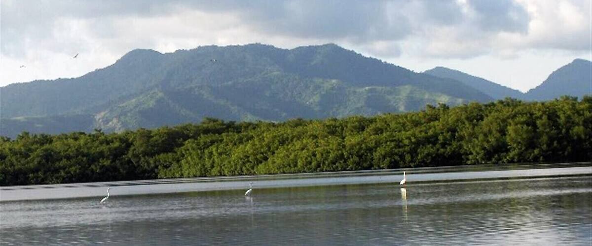 Nariva Swamp in Trinidad. Caribbean's largest and most bio-diverse freshwater wetland. An incredible place.