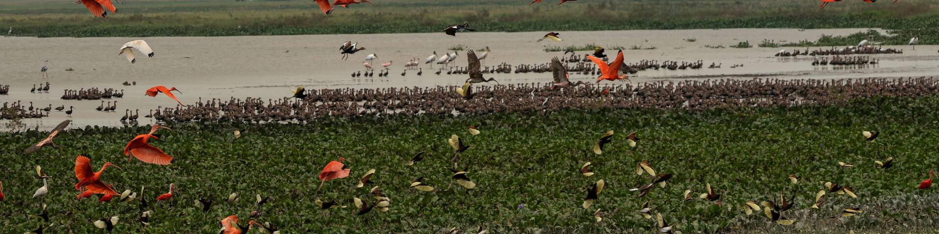 a flock of flying red ibis and Orinoco geese Venezuela.