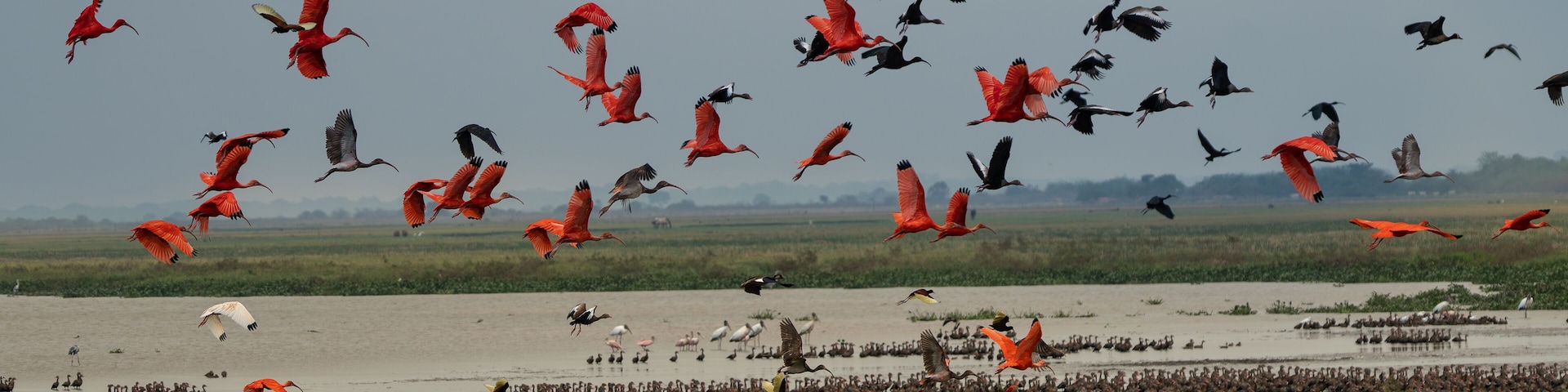 a flock of flying red ibis and Orinoco geese Venezuela.