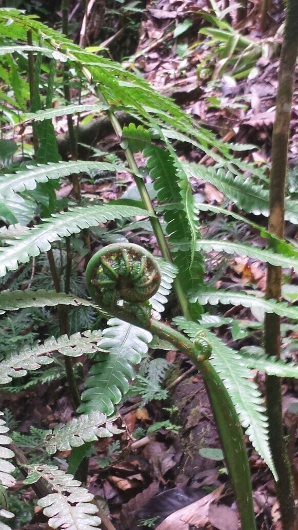 Vermont Hiking Trail, Leeward Coast, Saint Vincent and the Grenadines 