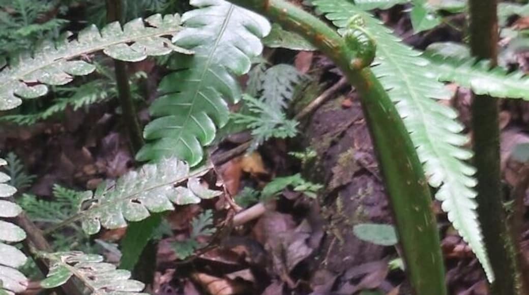 Vermont Hiking Trail, Leeward Coast, Saint Vincent and the Grenadines