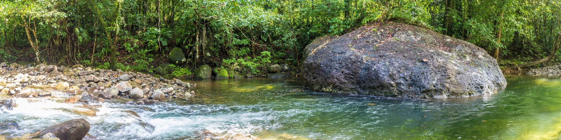 trees and creek in the wild jungle of Dominica