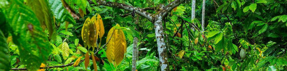 Oreba organic cacao, Oeste Arriba River, Ngabe Ethnic Group, Bocas del Toro Province, Panama, Central America, America
