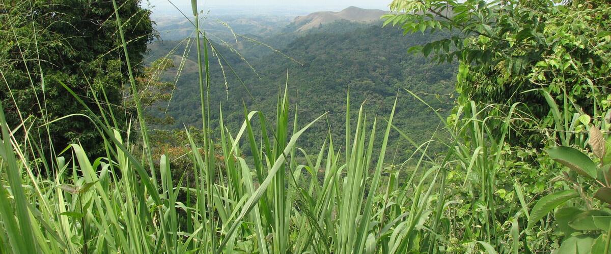 Much of the beauty of Panama comes from the lush green areas in the mountains and the rain forests. Campana National Park has fantastic views and our guests always enjoy being at the top of the mountain and being able to see the ocean, the rivers, and valleys on both sides of the mountains. www.panamaroadrunner.com for all your transport needs