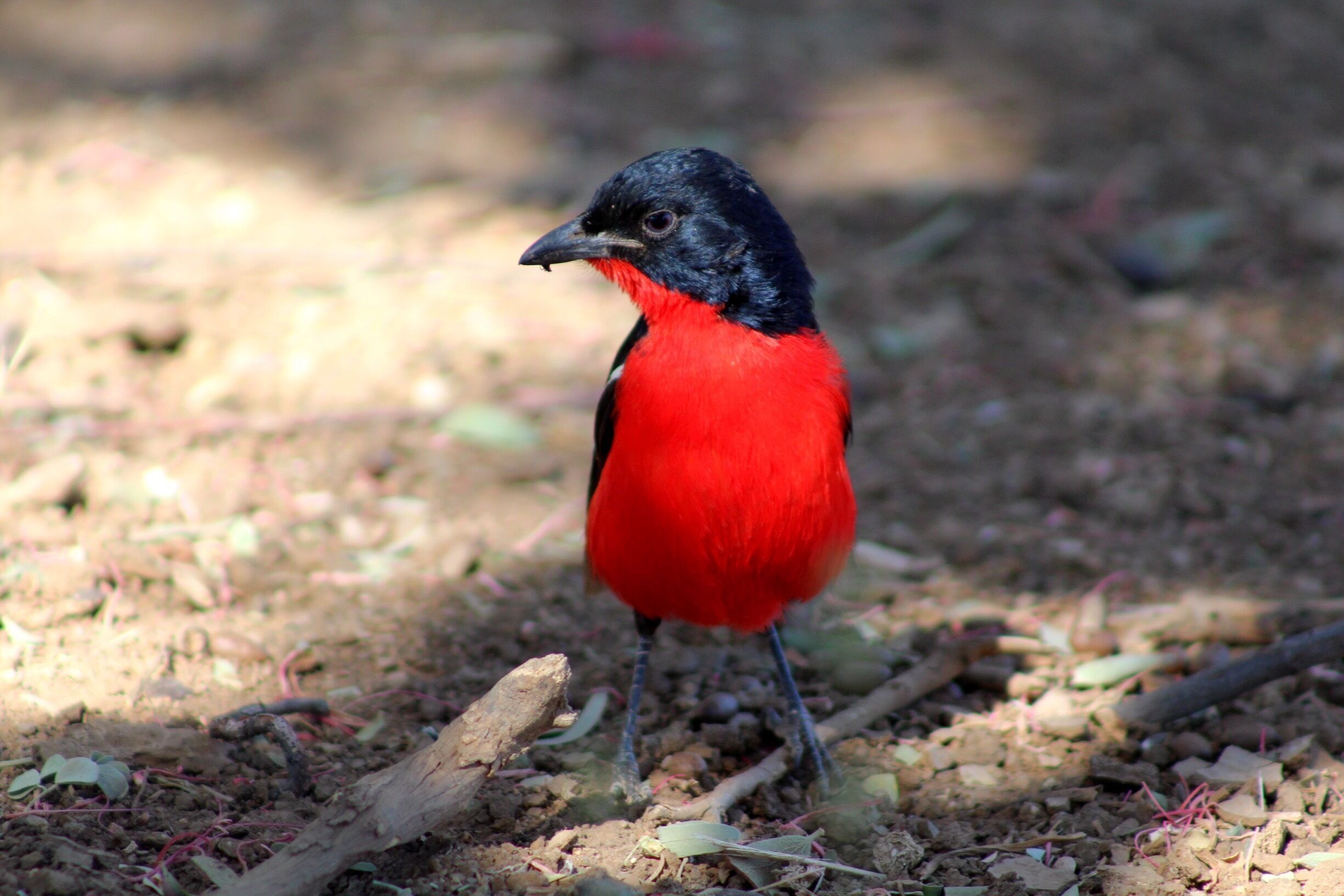 Still not sure what this bird is called but they are very pretty 😀