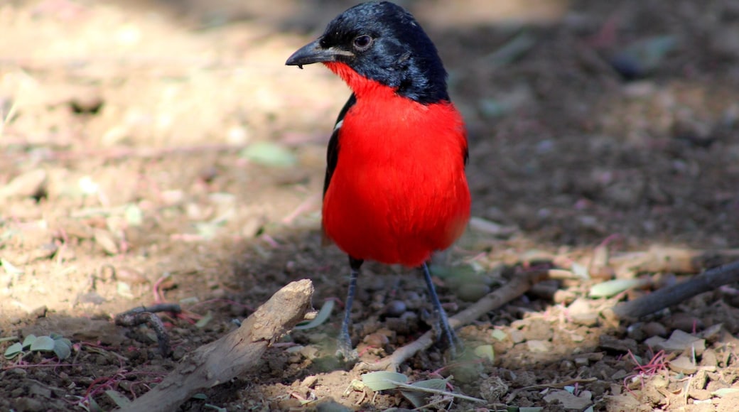 Still not sure what this bird is called but they are very pretty 😀
