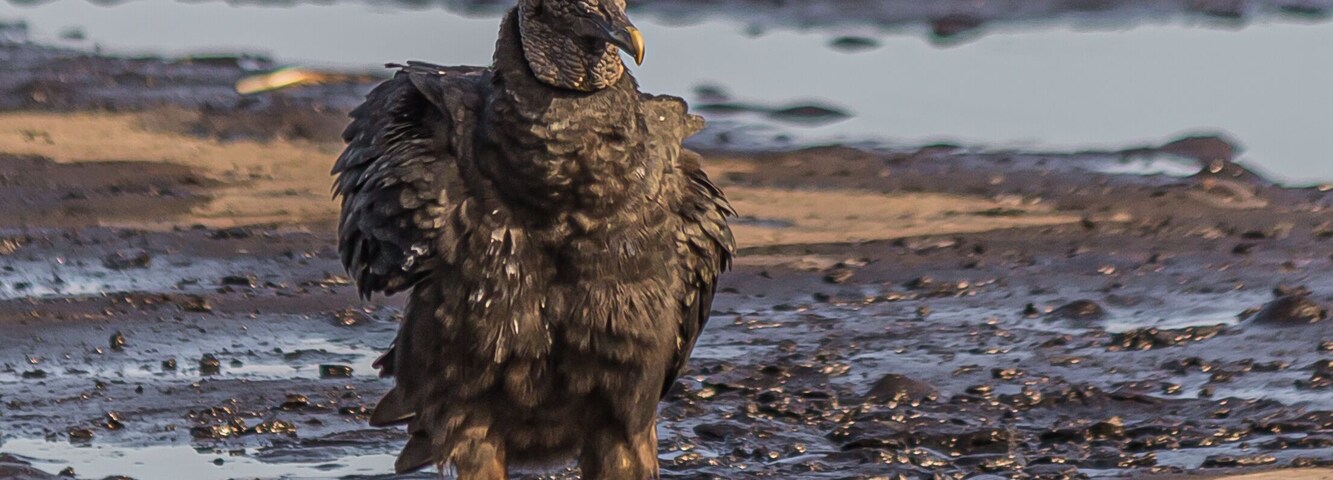 American black vulture on Trinidad pitch lake. The black vulture (Coragyps atratus) is a large bird of prey. The Pitch Lake (La Brea, Trinidad) is the largest natural deposit of asphalt in the world.
