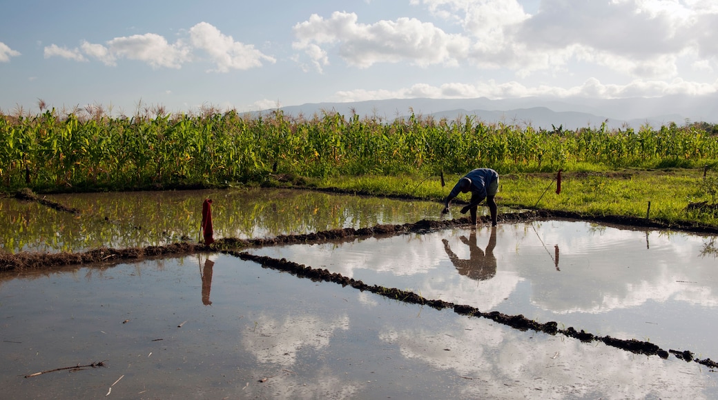 Reisanbau, Deschapelles, Haiti