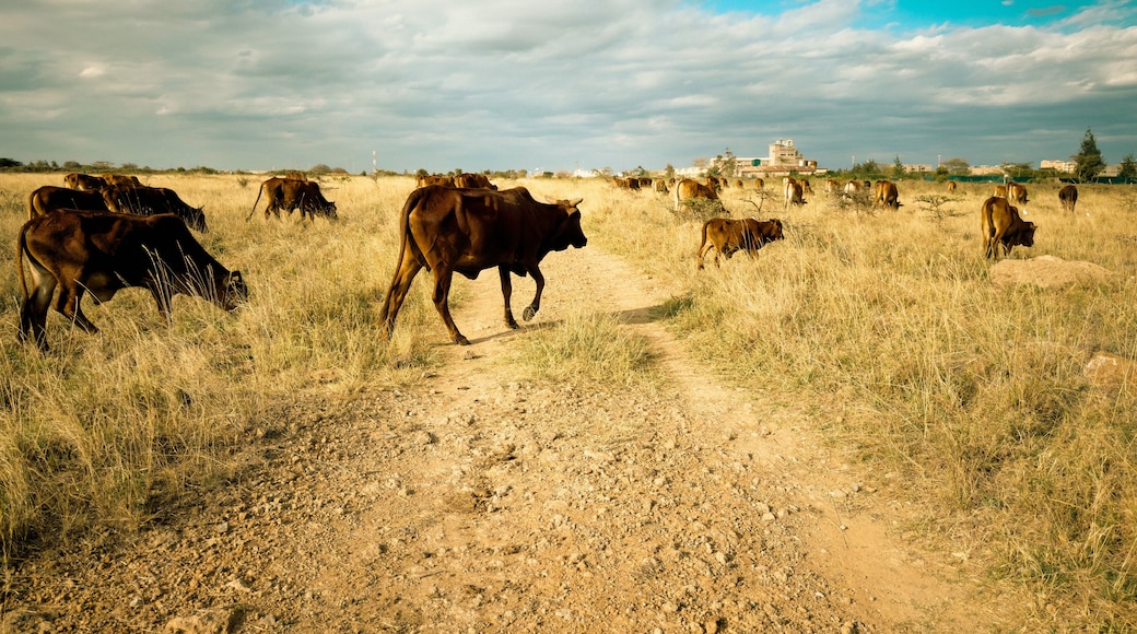 Scenic view of Masai boran cattle grazing in the wild at the Savannah Grasslands of Syokimau Suburb in Machakos County, Kenya