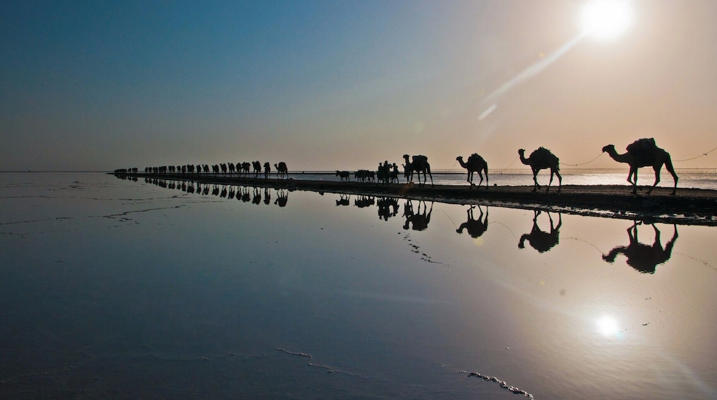 Ships of desert are delivering mined salt plates.