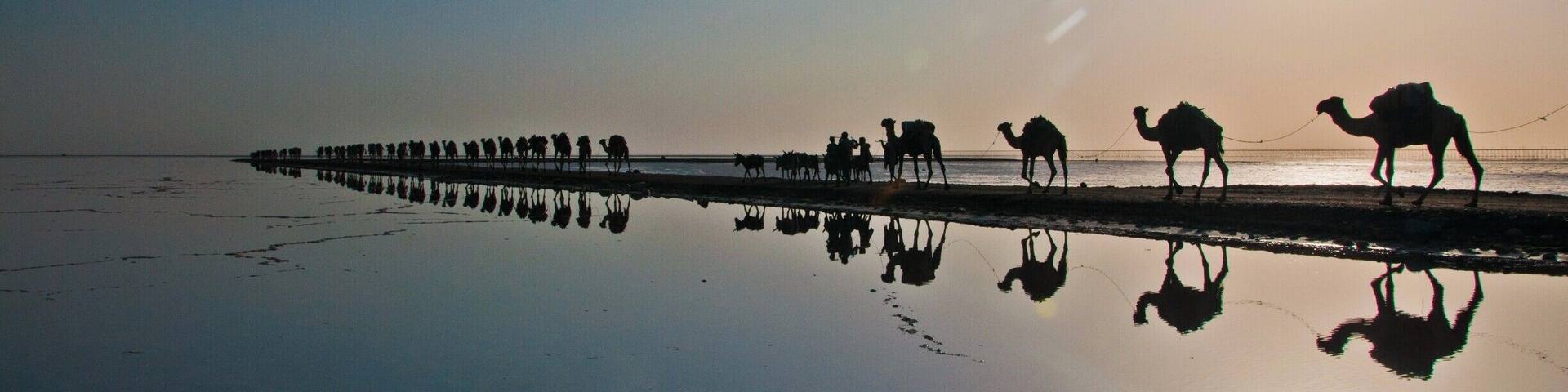 Ships of desert are delivering mined salt plates.