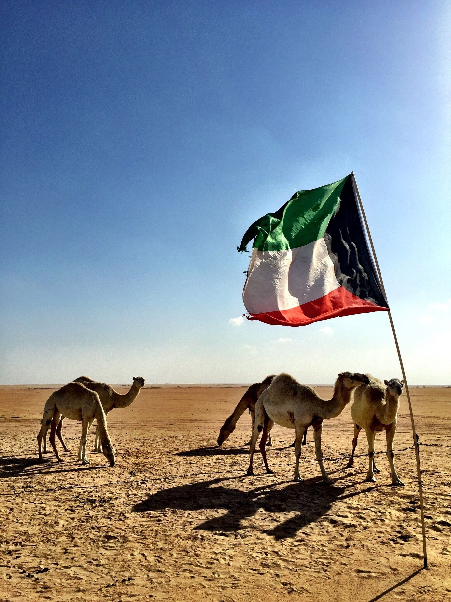 50 Degrees plus in Southern Kuwait

#kuwait #desert #middleeast