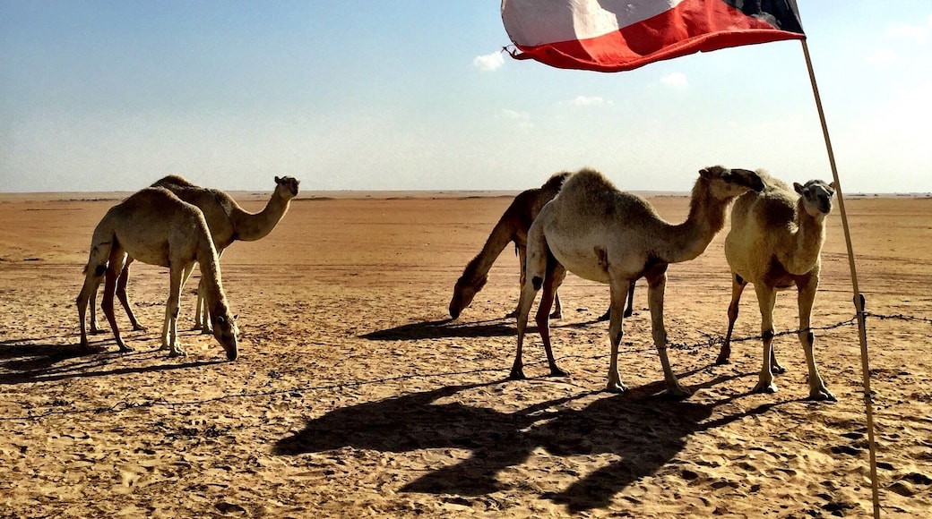 50 Degrees plus in Southern Kuwait
#kuwait #desert #middleeast