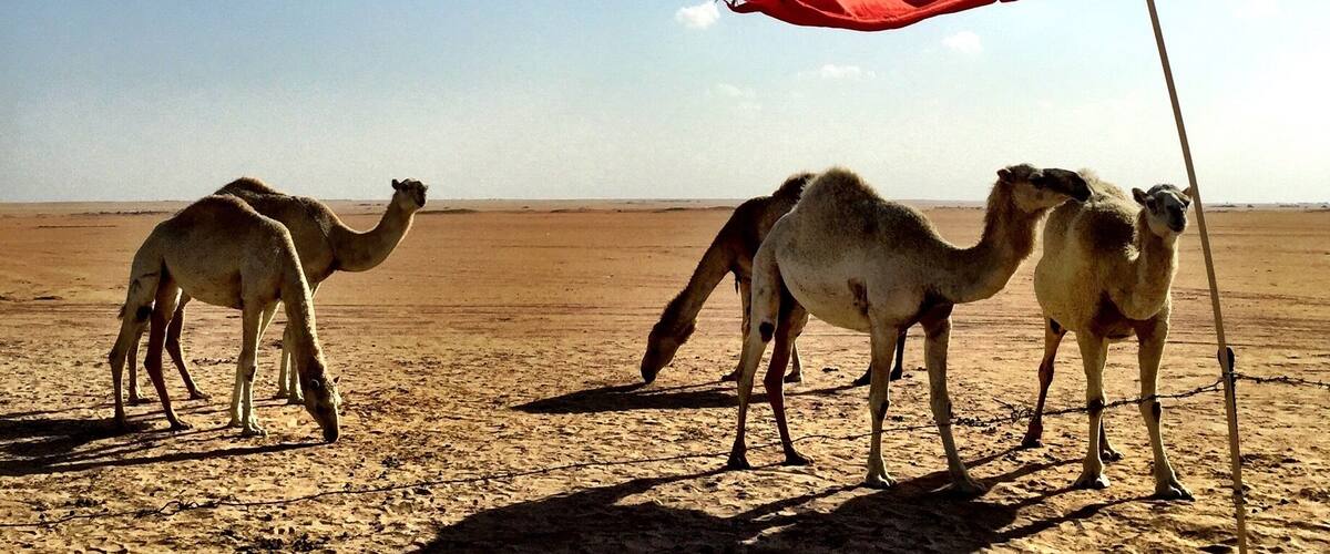 50 Degrees plus in Southern Kuwait
#kuwait #desert #middleeast