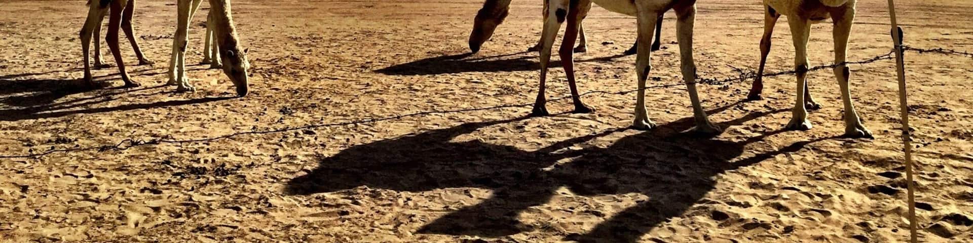 50 Degrees plus in Southern Kuwait
#kuwait #desert #middleeast