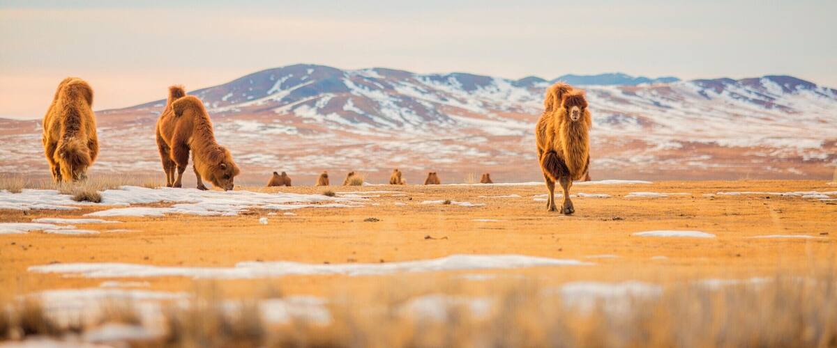 ะะธัะผะธะนะฝ ัะฐะณะฐะฐะฝ ะฝััั