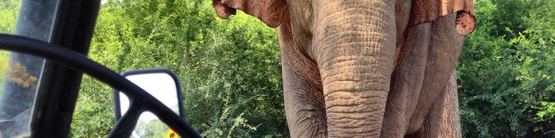 On Buttala Road at Yala National Park.