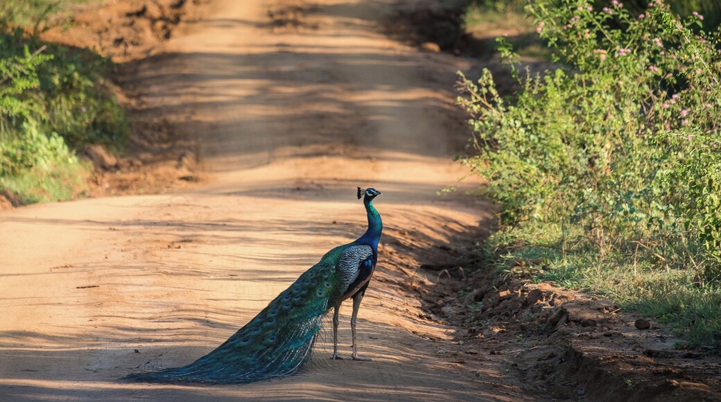 Came across this peacock crossing the road while on safari in Udawalawe.