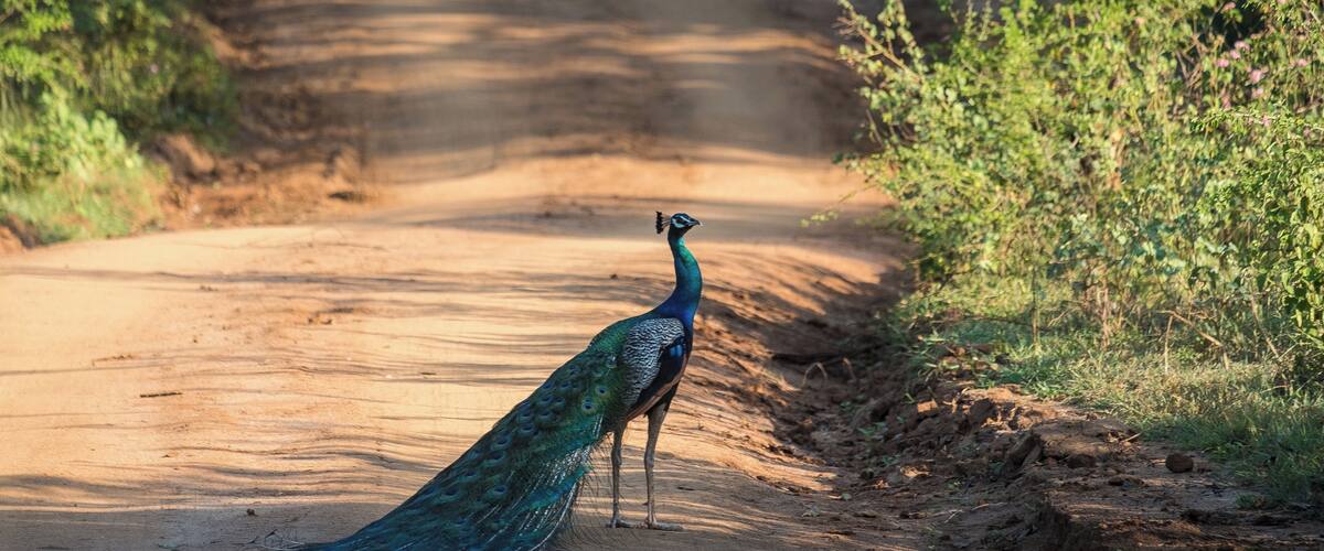 Came across this peacock crossing the road while on safari in Udawalawe.