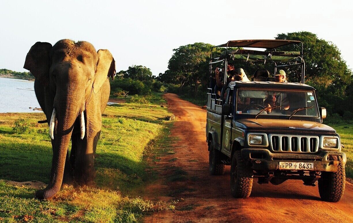 An elephant walking beside a dirt road with a vehicle.