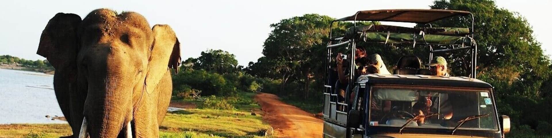 An elephant walking beside a dirt road with a vehicle.