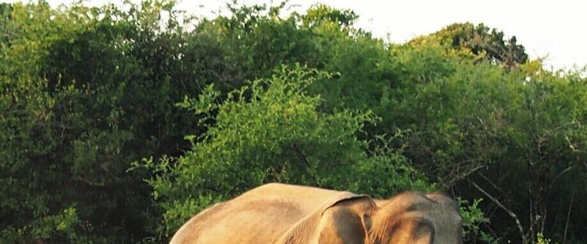 Mother elephant with her cub. Time seems to be stand still wen looking at these crazy elephant cubs. They are really funny and good eye-catchers.