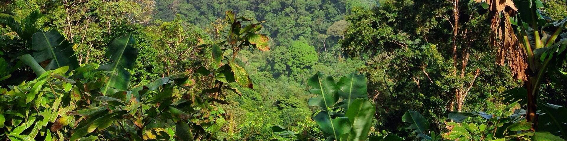 Photo from the upper section of the Blanchisseuse Road which cuts through the amazingly intact tropical rainforest of Trinidad's Northern Range mountains. Photo taken during my December 2014 #eagleeyetours #birding tour.