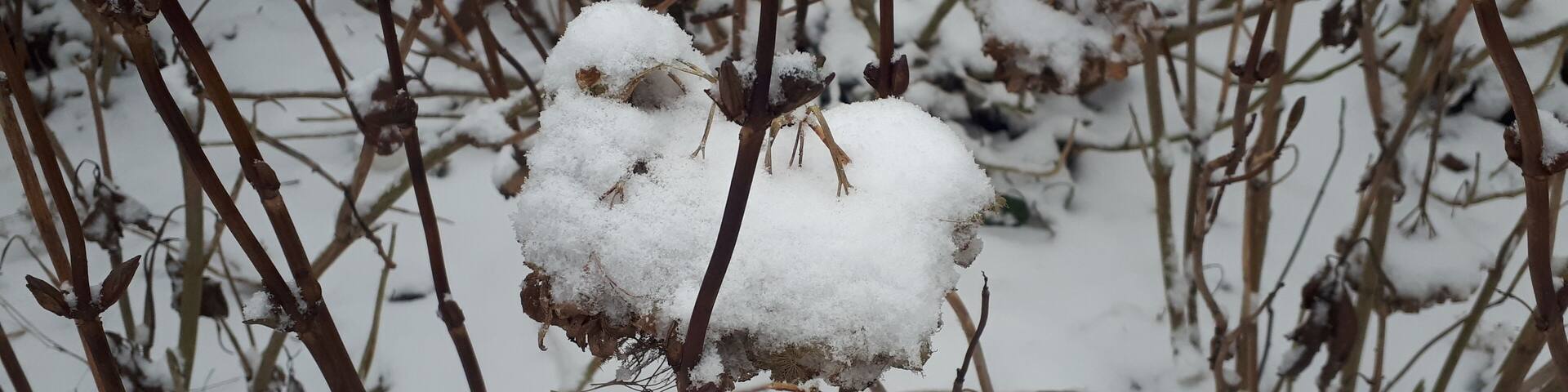 Does it look like a snow bird?
Latest snowfall in Amsterdam