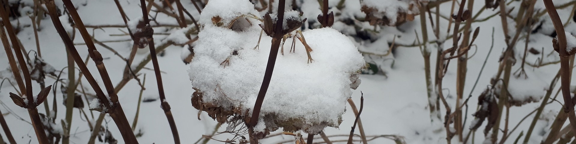 Does it look like a snow bird?
Latest snowfall in Amsterdam