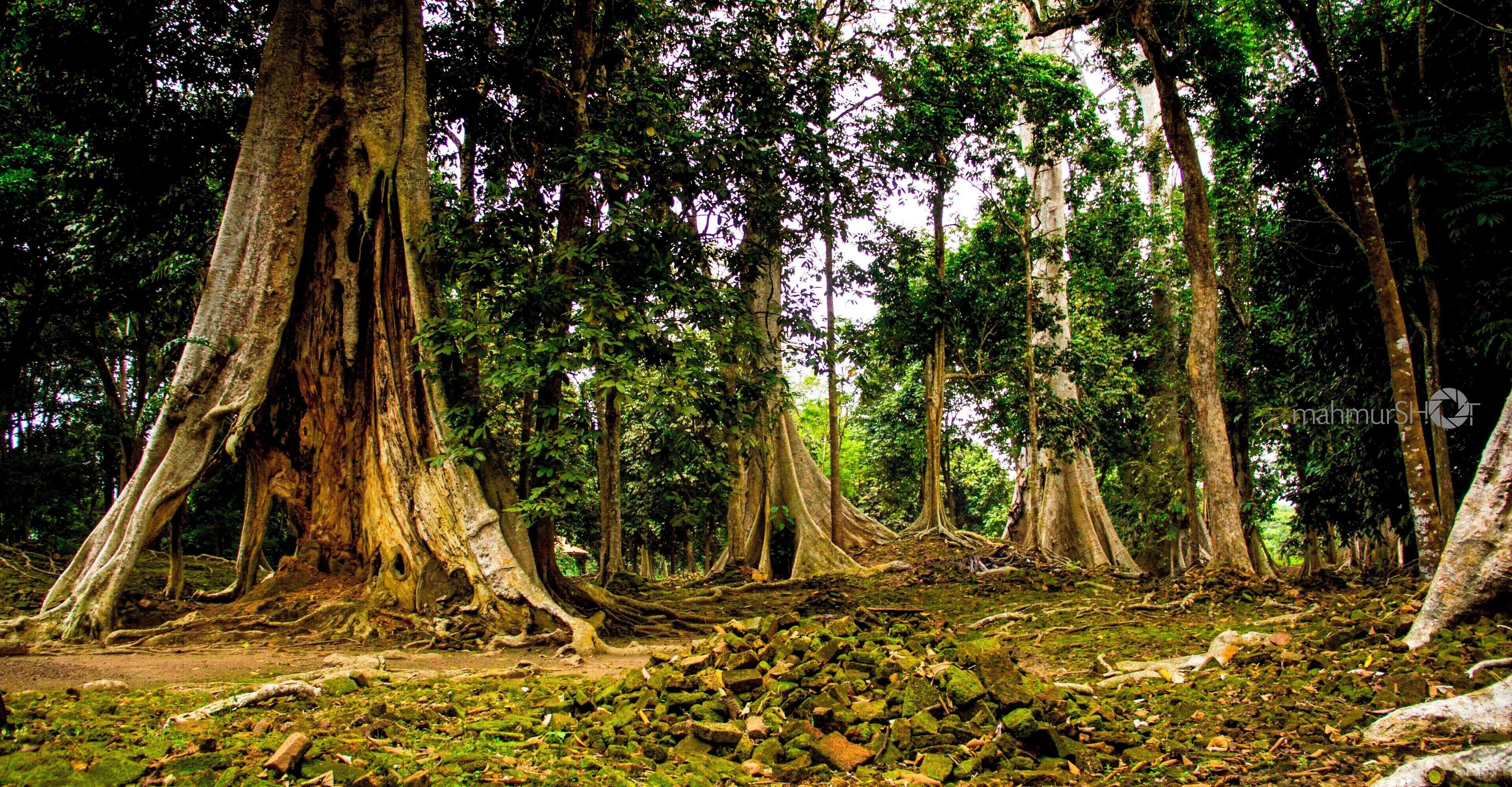 the forest that buried the Koto Mahligai temple for 500 years ago in Muaro Jambi, Sumatera Indonesia 
