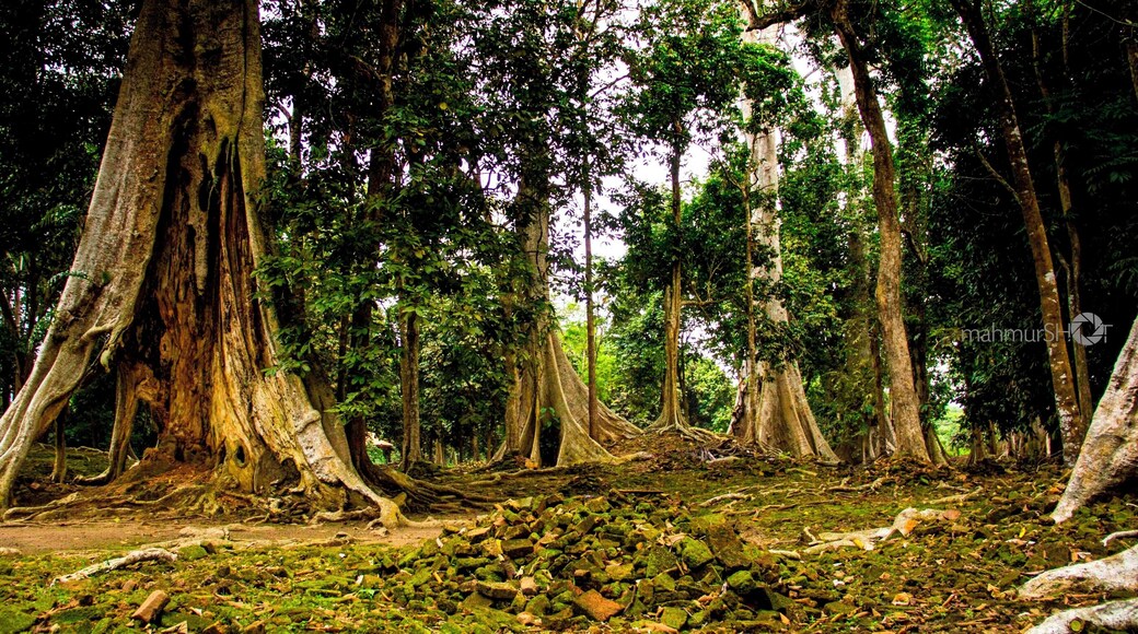 the forest that buried the Koto Mahligai temple for 500 years ago in Muaro Jambi, Sumatera Indonesia