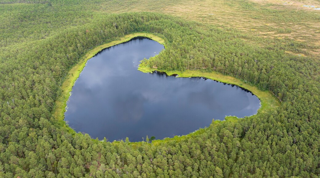 the heart-shaped forest lake surrounded by trees and an emerald line of mosses on the coastline