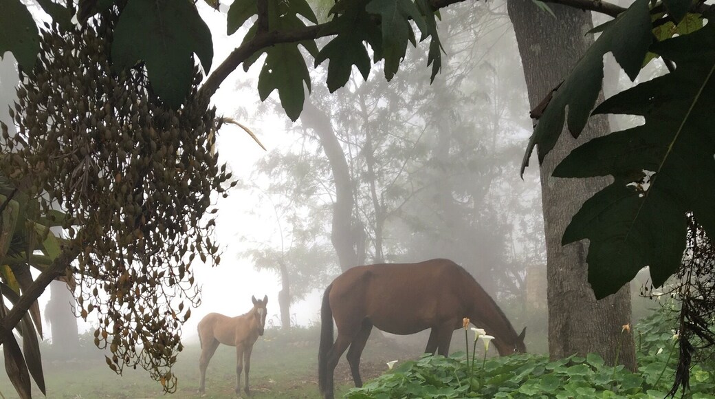 From Winnie's charming house