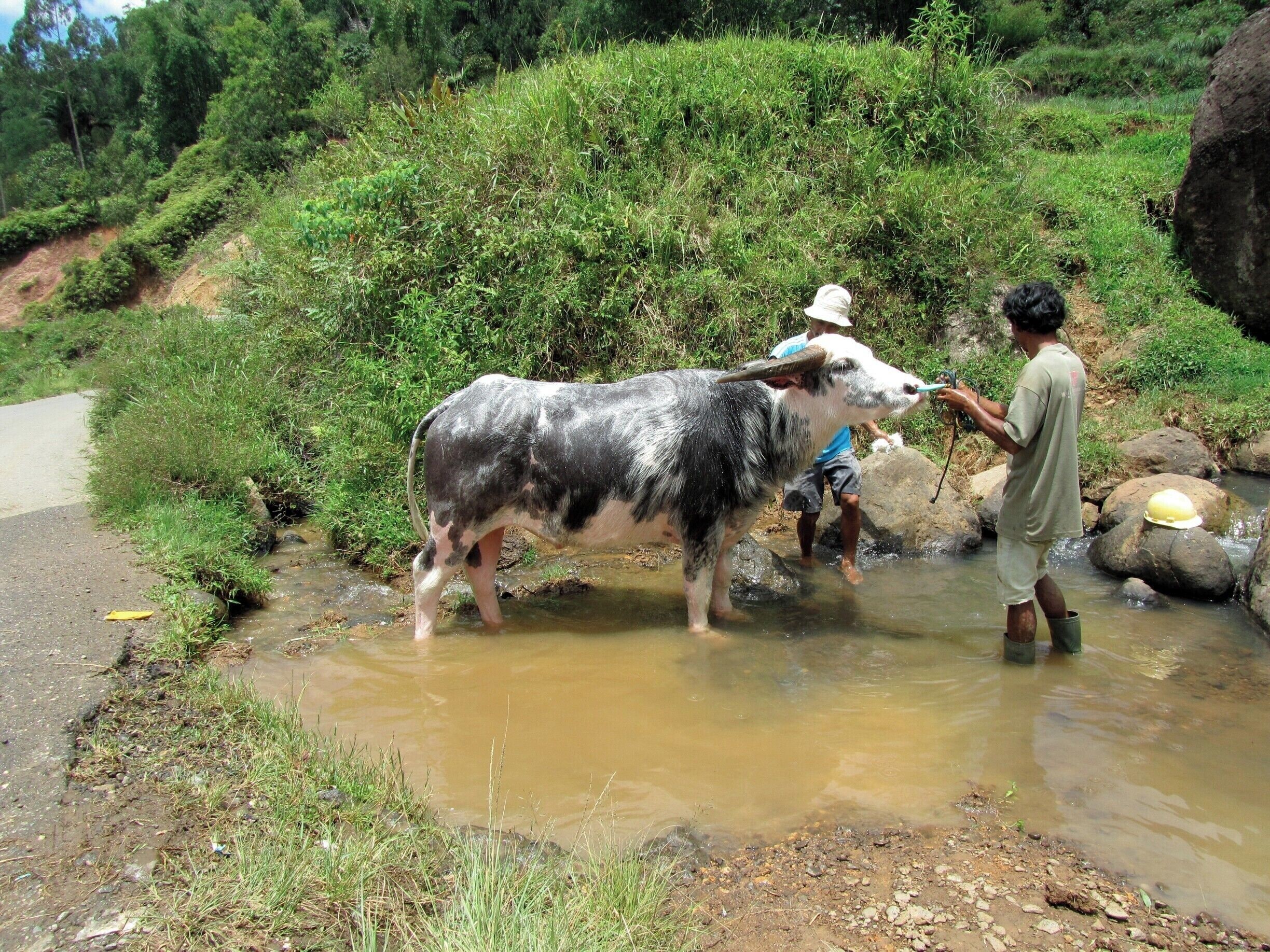 (Well, we're not at the airport, but all the other options for locations seemed to be businesses.) This spotted buffalo is destined for a funeral dinner. In the meantime the buffalo is looked after like a family car. Washed and groomed constantly - and it's worth about the same as your family car!! #Indonesia