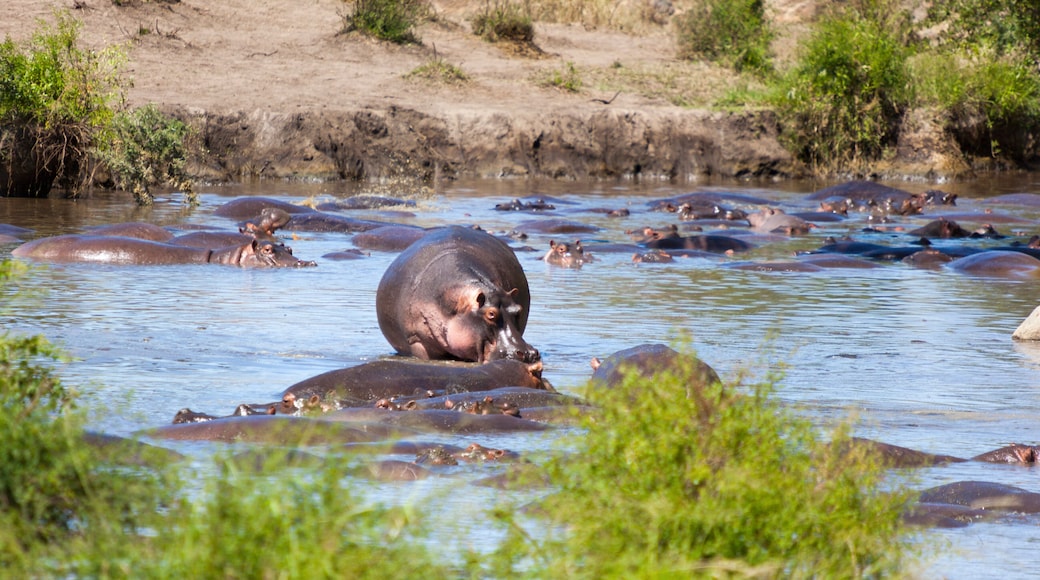 Hippo pool - Hippopotamus (Hippopotamus amphibious) in the wild somewhere in Tanzania Africa