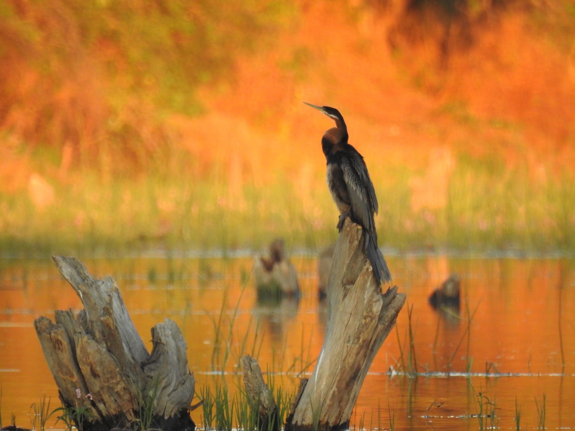 This gorgeous photo of an African Darter was taken on a boat trip whilst I was staying at Meno A Kwena in the Makgadikadi Pans National Park in Botswana! 