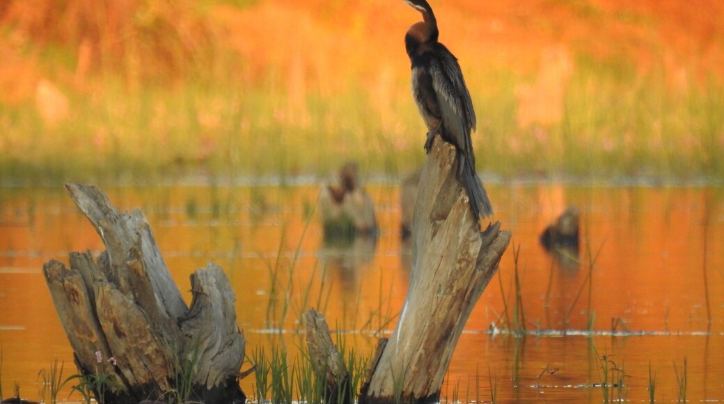 This gorgeous photo of an African Darter was taken on a boat trip whilst I was staying at Meno A Kwena in the Makgadikadi Pans National Park in Botswana!