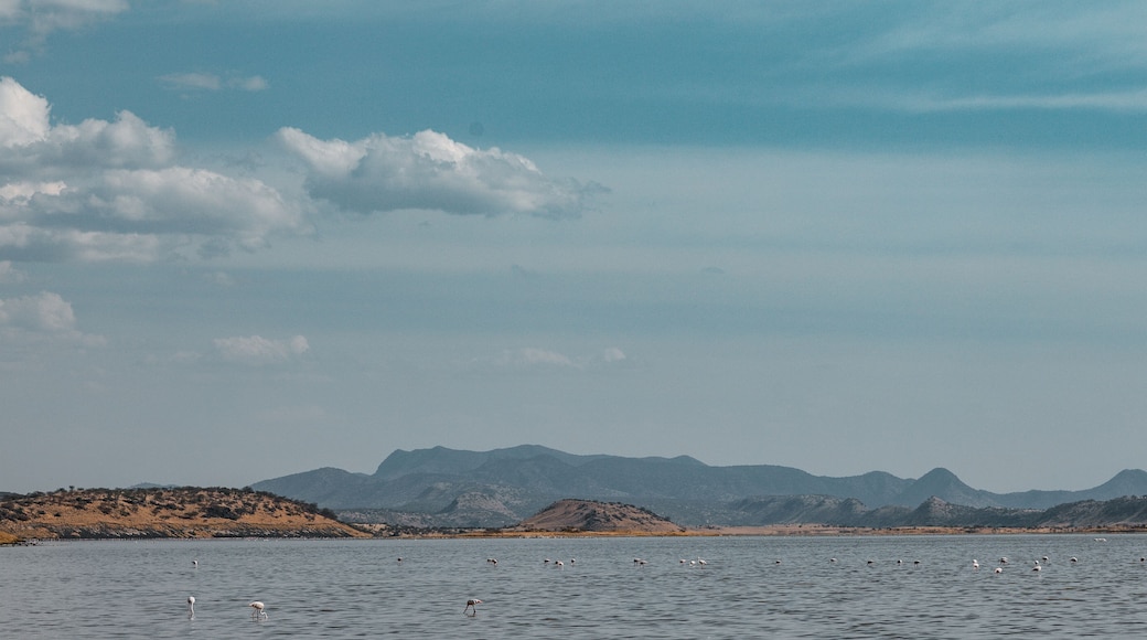Lake Magadi Salty Flamingoes Home Adventure Great Rift Valley Kajiado County Kenya East Africa