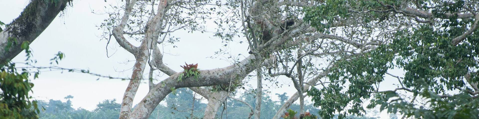 We were the first to take the canopy tour that morning. Yes, the opening time of 6am is just a number; no, we didn't see any animals... but it was so much fun to walk above the forest, sometimes even at 45m from the ground! One of my favourite moments in Ghana!
The only regret? It ended too quickly!
#Trovember