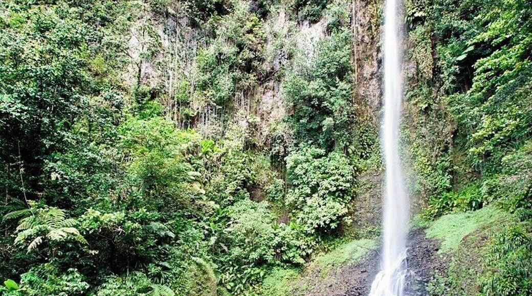 This 300ft (91m) tall waterfall is the tallest in Dominca and can be found after a pleasant one hour rainforest hike. This is the view from the large deck overlooking the falls - to take a dip in the pool you'll need to scramble down some boulders. The water is cold enough to take your breath away, but refreshing on a warm afternoon. The pool is about 20ft (6m) deep, so be prepared to swim or tread water.