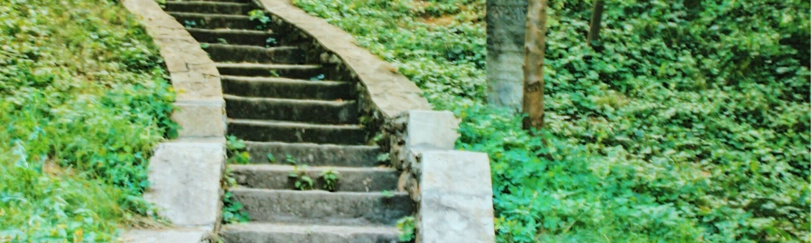 Una mujer sentada en escalones de piedra en un bosque verde y exuberante.