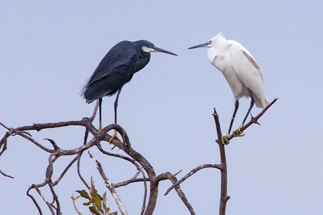Saloum Delta National Park in Senegal is a unique area on the Unesco World Heritage list. it has e complex marine eco system and a lot of things to offer, like a trip in the delta with a traditional pirogue. A fantastic bird life as well!
Read more on: http://www.travelwithallsenses.com/saloum-delta-national-park-senegal/